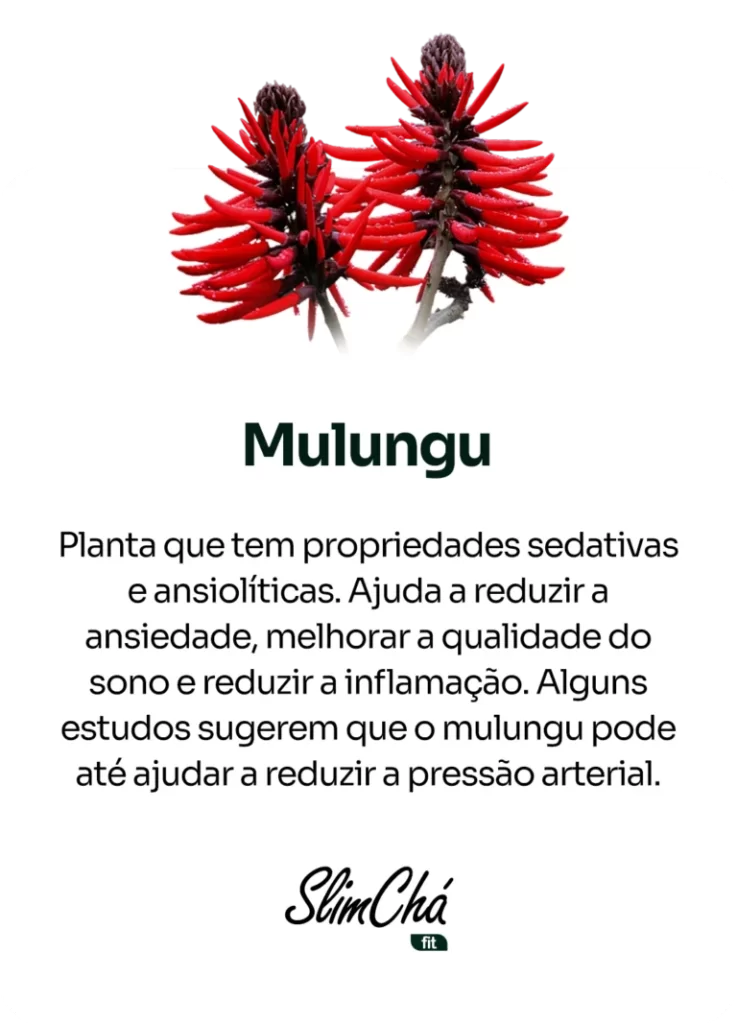 Mulungu-768x1067
